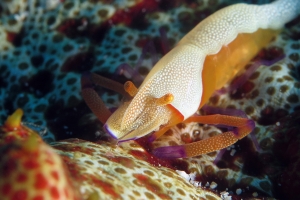 Zenopontonia rex, Thelenota anax