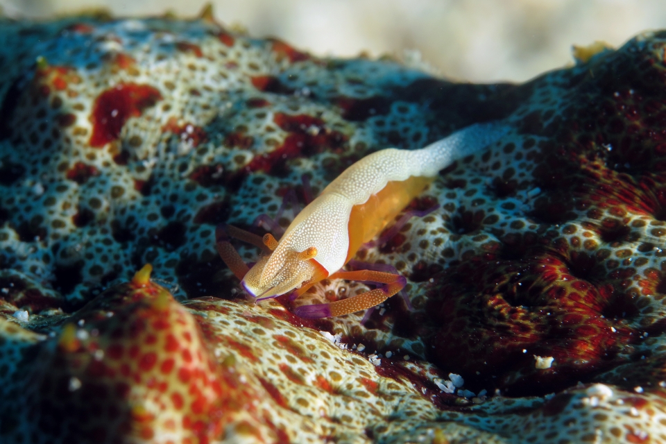 Zenopontonia rex, Thelenota anax