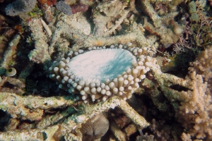 Heliofungia actiniformis