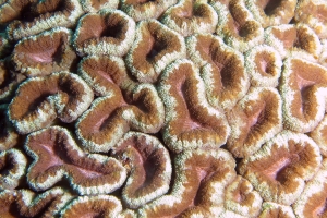 Corail cf. Lobophyllia hemprichii