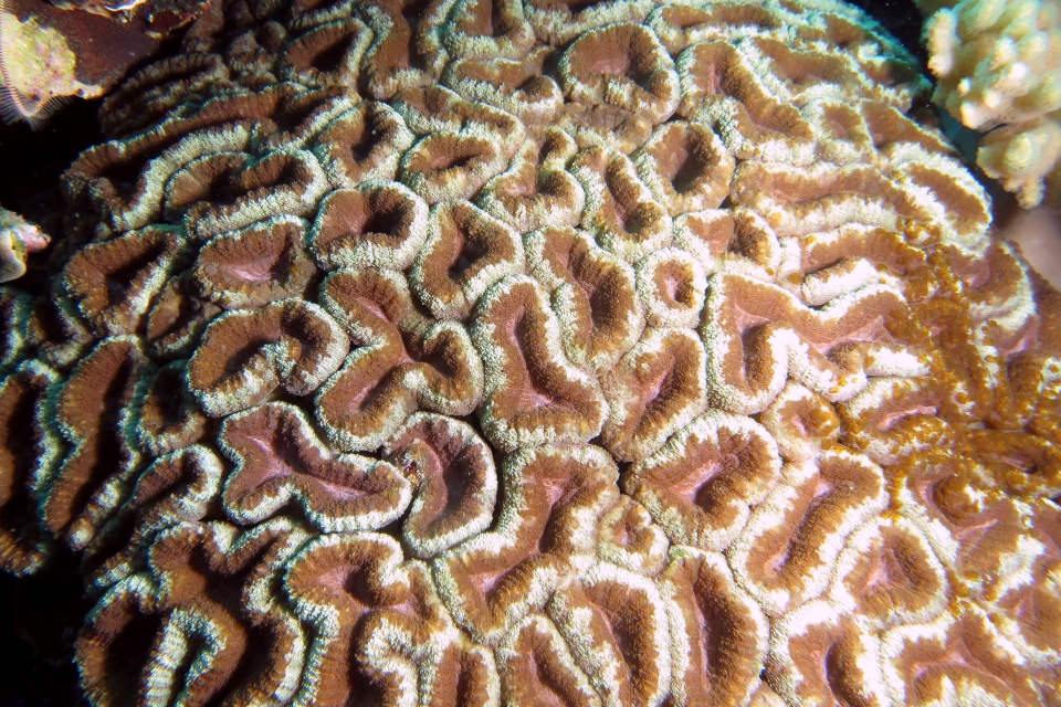Corail cf. Lobophyllia hemprichii