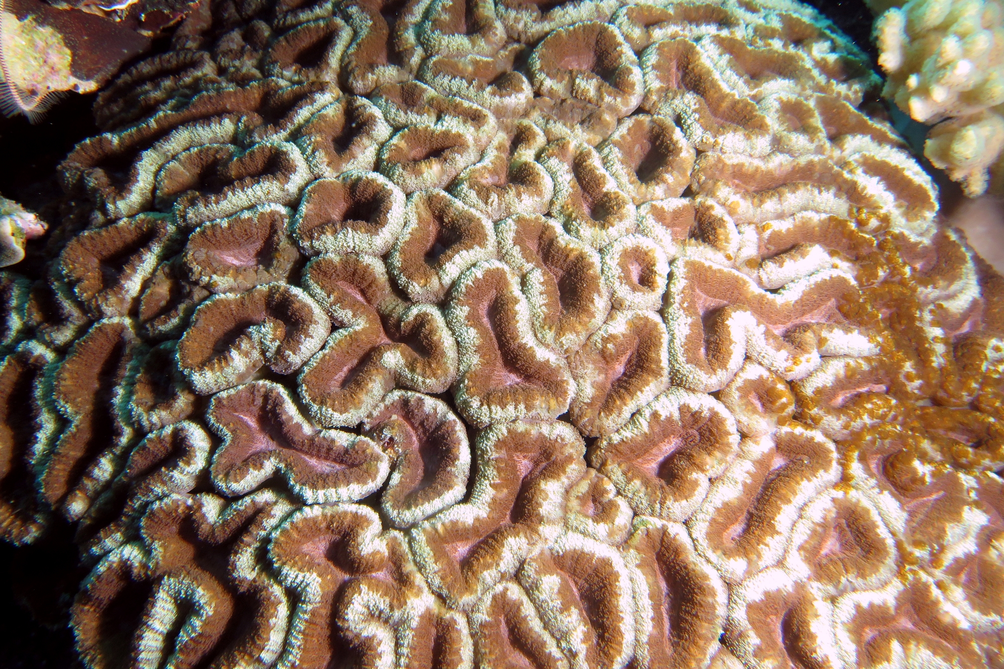 Corail cf. Lobophyllia hemprichii