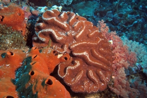Corail cf. Lobophyllia radians