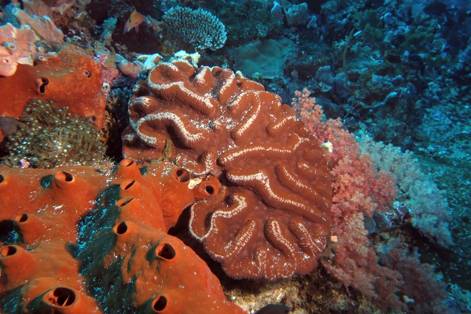 Corail cf. Lobophyllia radians