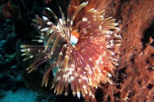 Sabellastarte spectabilis