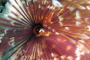 Sabellastarte spectabilis