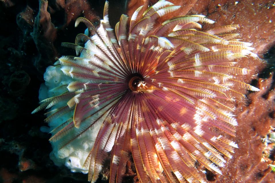 Sabellastarte spectabilis