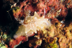 Halgerda batangas