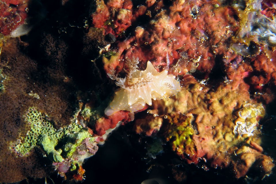 Halgerda batangas
