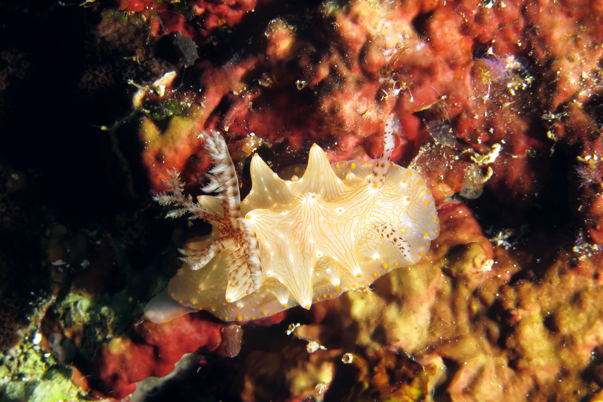 Halgerda batangas