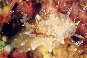 Halgerda batangas