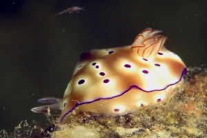 Hypselodoris tryoni