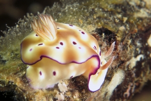 Hypselodoris tryoni