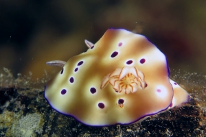 Hypselodoris tryoni