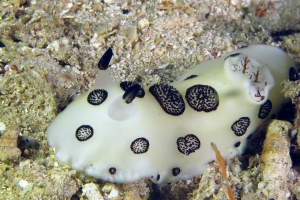 Jorunna funebris