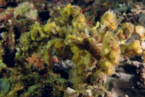 Camposcia retusa