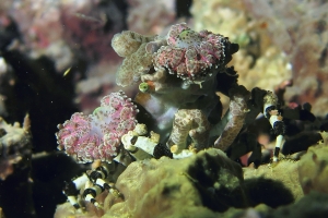 Cyclocoeloma tuberculata, Discosomatidae