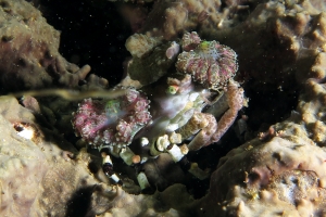 Cyclocoeloma tuberculata, Discosomatidae