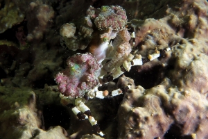 Cyclocoeloma tuberculata, Discosomatidae