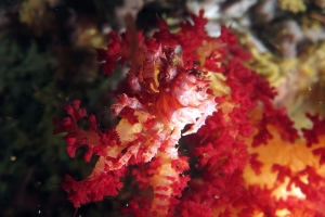 Hoplophrys oatesii, Dendronephthya sp.