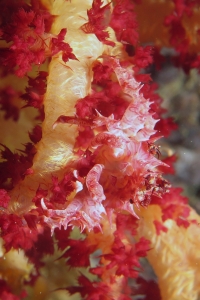 Hoplophrys oatesii, Dendronephthya sp.