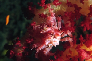 Hoplophrys oatesii, Dendronephthya sp.
