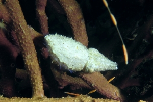 Sepia bandensis