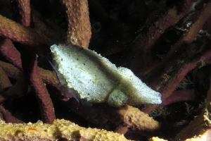 Sepia bandensis