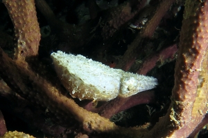 Sepia bandensis