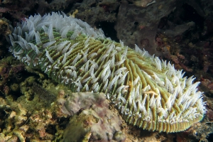 Ctenactis crassa ou Ctenactis echinata