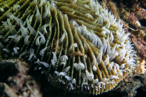 Ctenactis crassa ou Ctenactis echinata