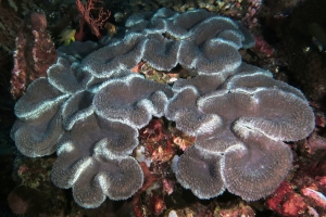 Corail