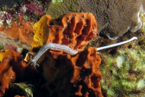 Synaptula lamperti, Eponge