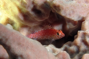 Cirrhitichthys oxycephalus, Eponge