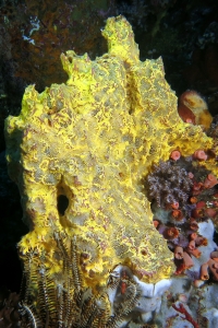 Eponge jaune