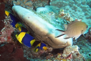 Centropyge bicolor,  Chromis ternatensis, Forcipiger flavissimus, Eponge