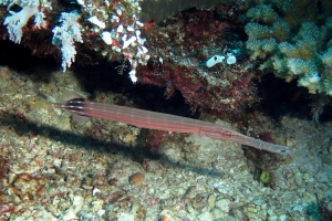 Aulostomus chinensis