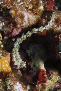 Pteraeolidia semperi