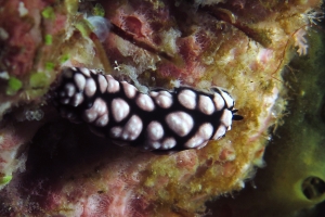 Phyllidiella pustulosa