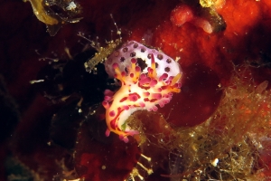 Aegires villosus, Didemnum sp