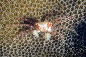 Lybia tessellata, Anémone de mer : Triactis producta ou du genre Alicia ou Bundeopsis , Corail