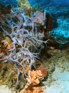 Haliclona amboinensis