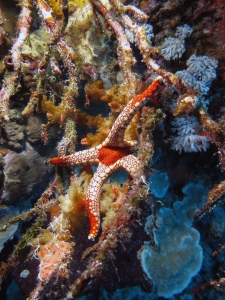 Fromia monilis