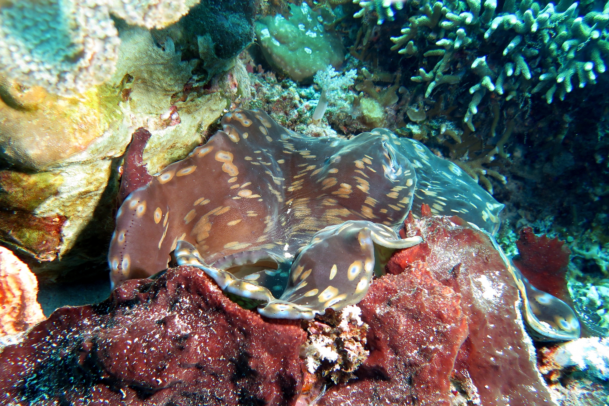 Tridacna maxima