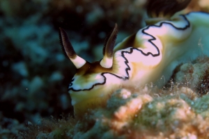 Doriprismatica atromarginata