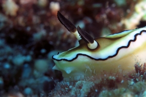 Doriprismatica atromarginata