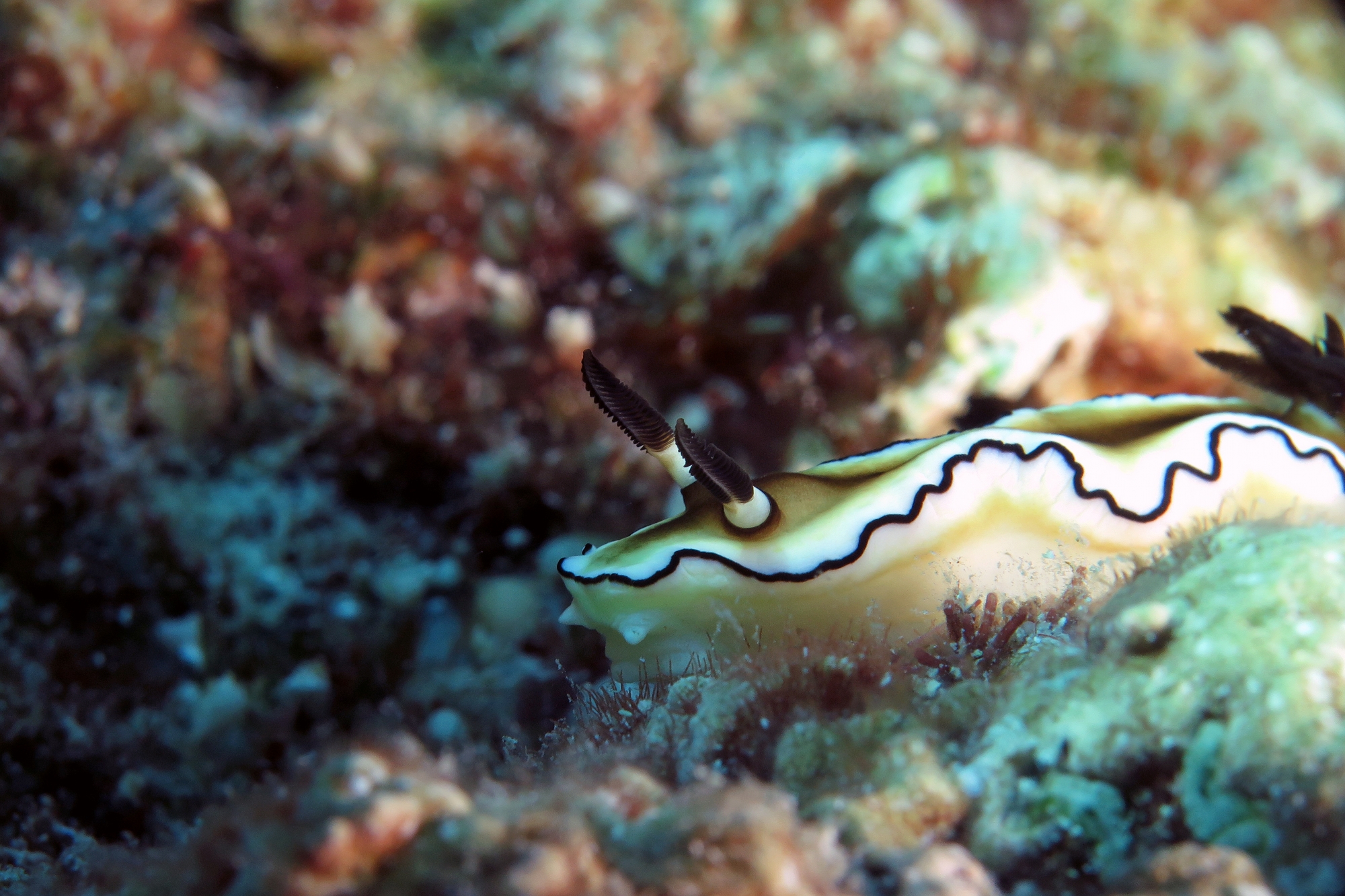 Doriprismatica atromarginata