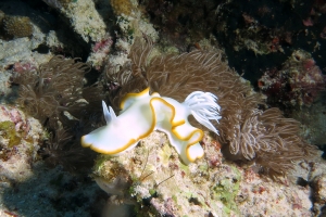 Ardeadoris egretta