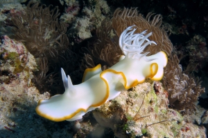 Ardeadoris egretta