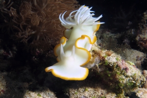 Ardeadoris egretta